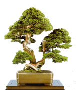 l'arte del bonsai