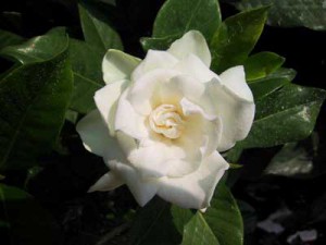 come coltivare la gardenia