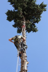 potature in tree climbing